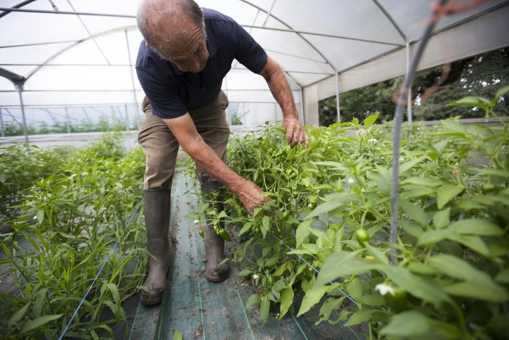 La explotación de fresas de Manuel Touceda // Bernabé / Cris M. V.