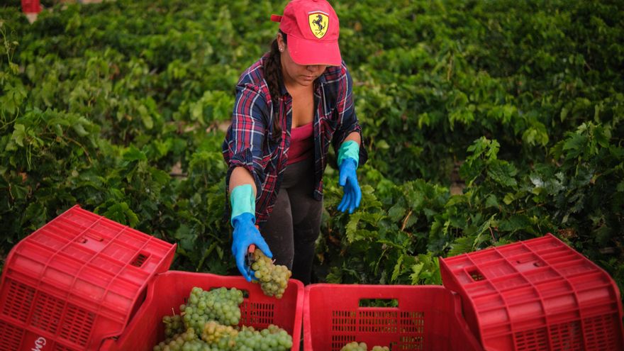 A campaign will promote Tenerife wines in Madrid this spring