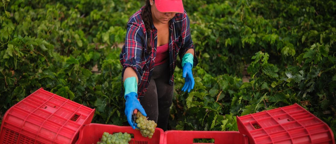 Una mujer durante la vendimia en la Bodega Cumbres de Abona, en el sur de la isla