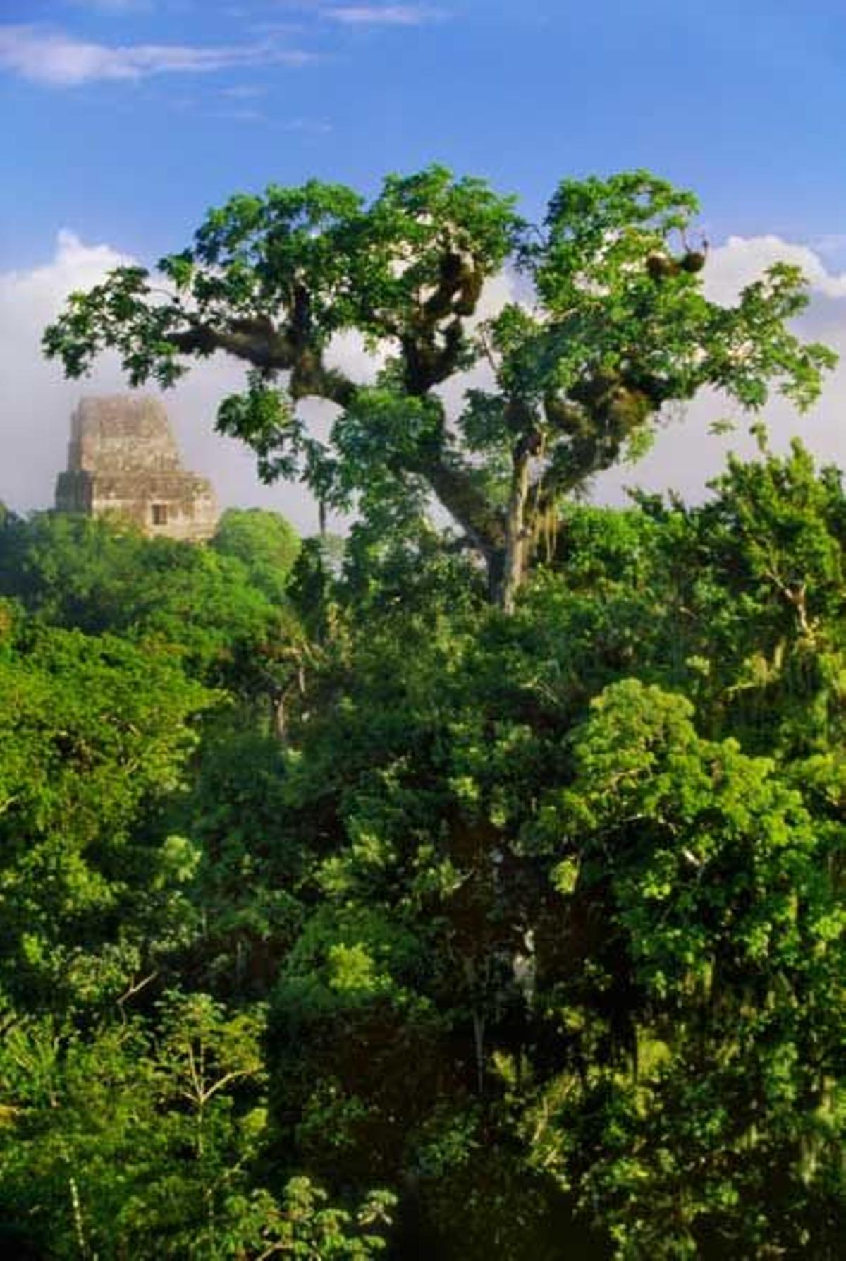 La selva tropical rodea Tikal