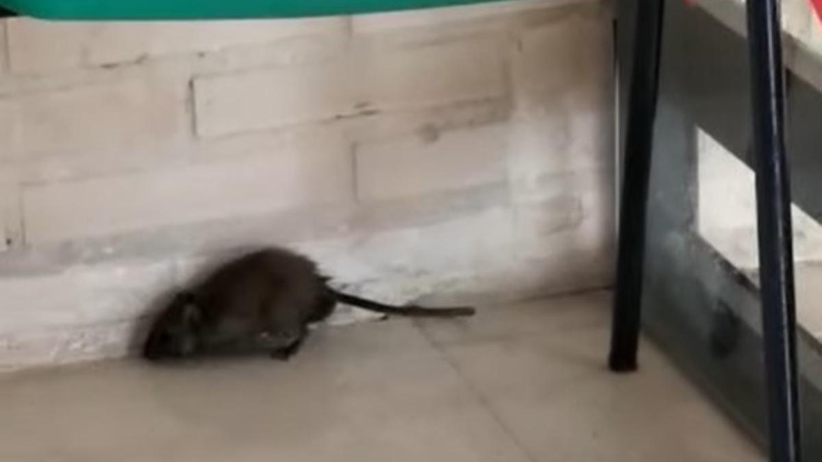 La rata deambulando por la entrada del centro de salud Marina Española de Elda.
