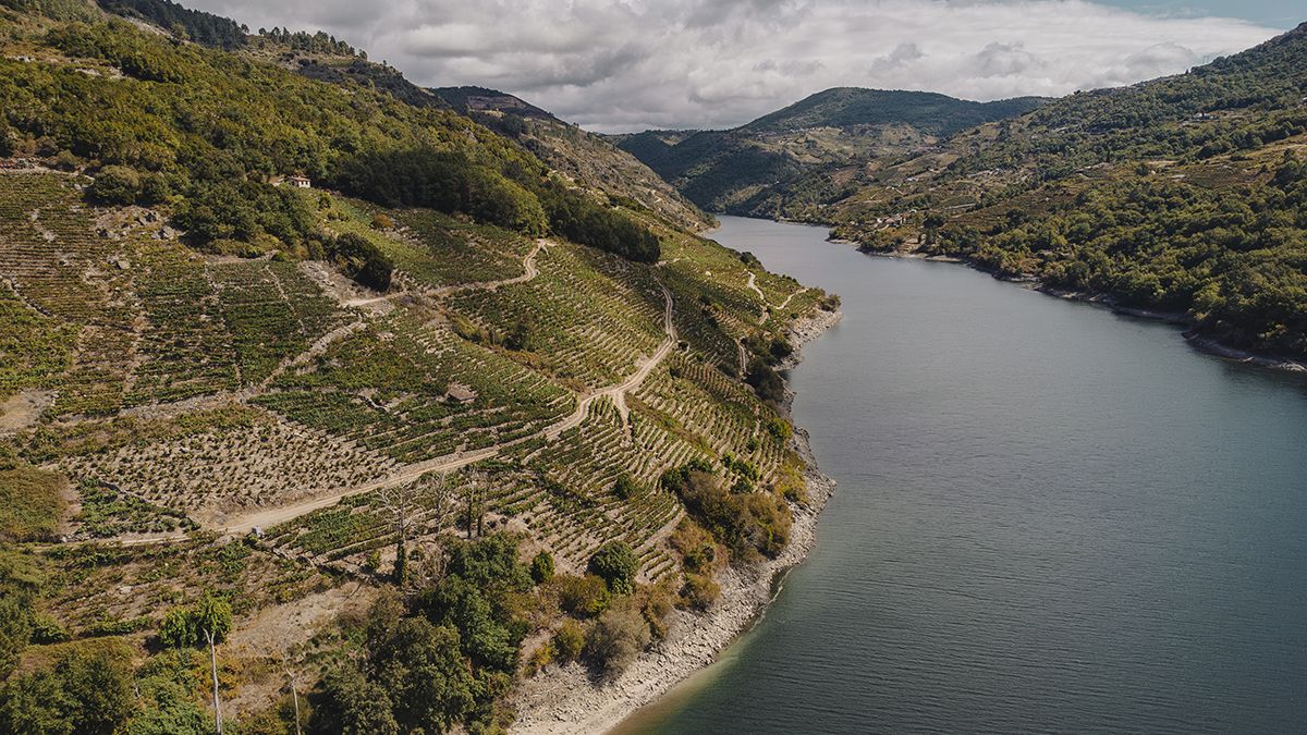 Las viñas en terrazas descienden hasta el agua, símbolo de la viticultura heroica que define el carácter de la Ribeira Sacra