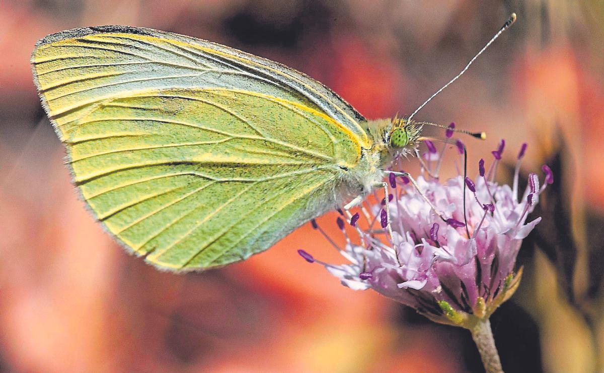 Una polilla.
