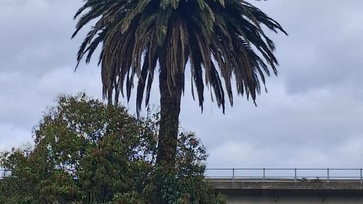 Una image cedida por el Ayuntamiento de la palmera enferma