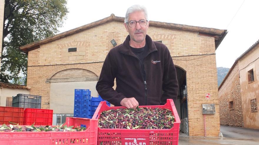 Krise beim Oliven-Anbau im Tramuntana-Gebirge auf Mallorca: „Es bleiben nur wenige Romantiker“