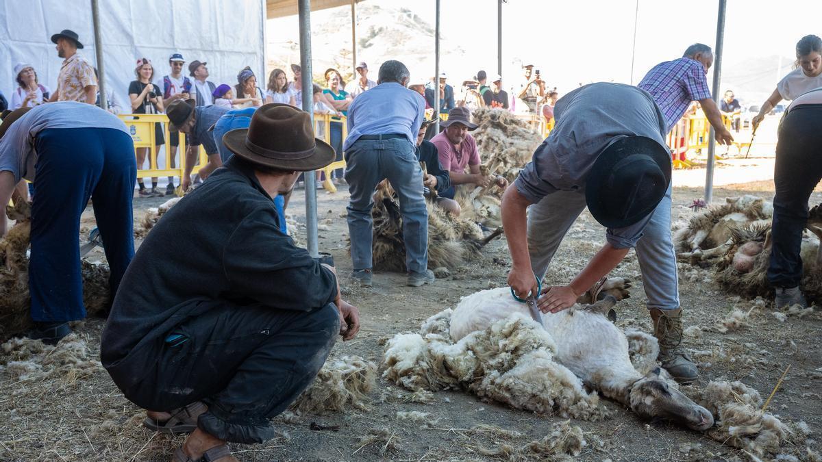Global refuerza la Línea 106 con motivo de La Fiesta de la Lana de Caideros de Gáldar