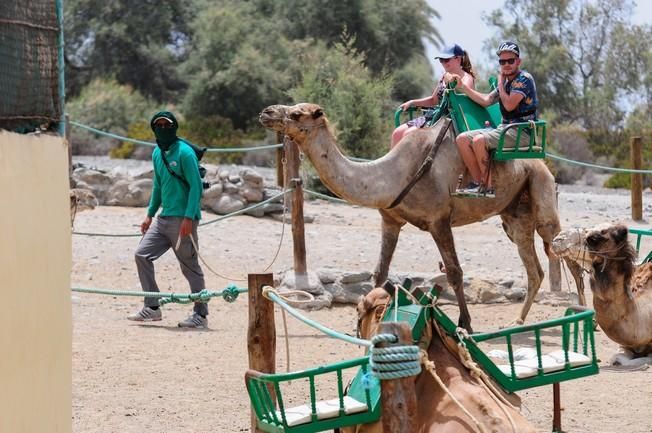 Reportaje excursiones con camellos en las Dunas ...