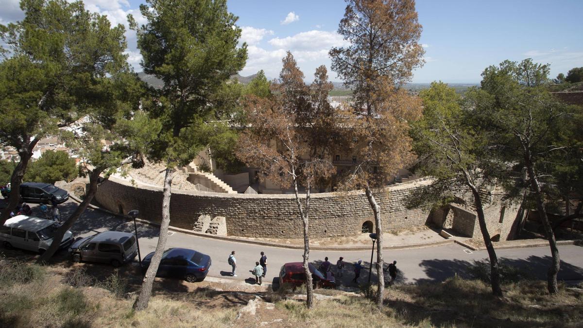 Pinos secos en la ladera del Castillo de Sagunt.