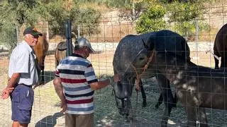 La Feria del Ganado de Lucena sigue afianzándose con más de 70 equinos