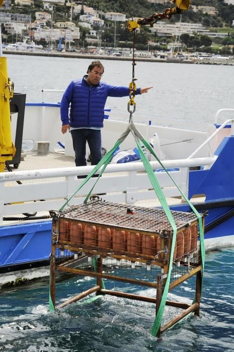 Moment en què es procedeix a submergir una de les gàbies amb ampolles de vi a Roses