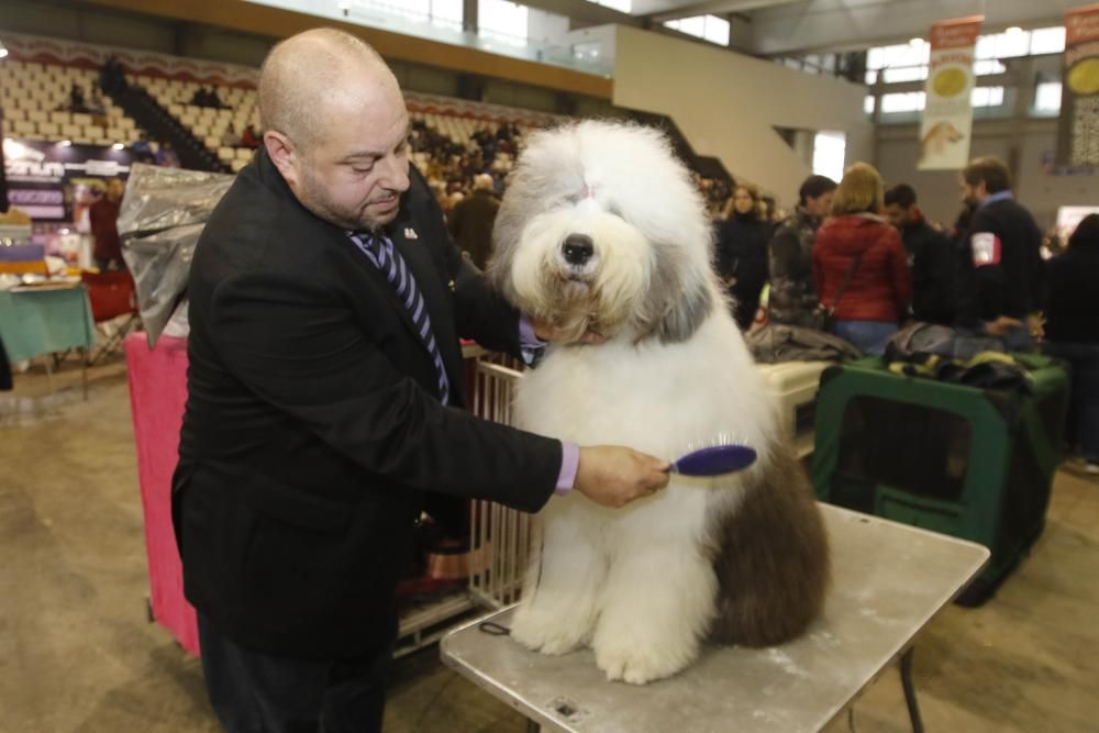 La Exposición Canina de Vigo cierra una nueva edición con grandes resultados.