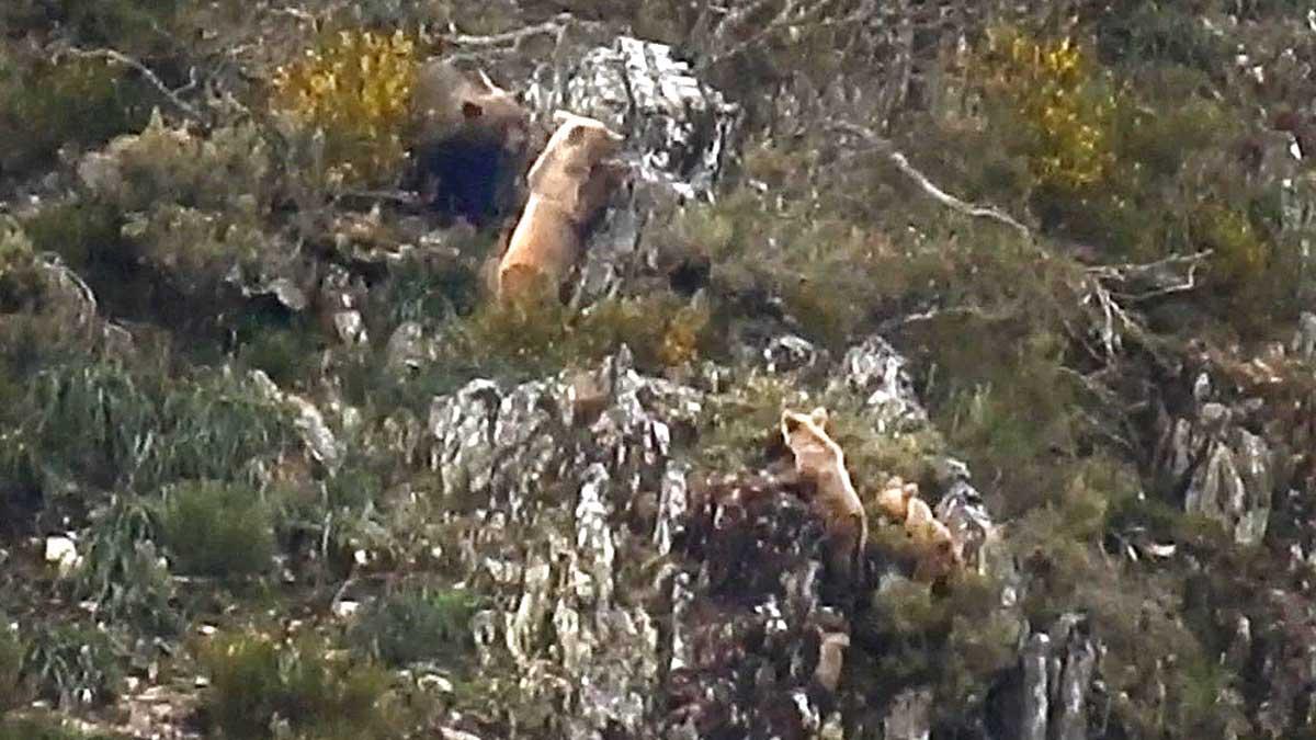 La Fundación Oso Pardo graba en la cordillera Cantábrica el momento en que induce la emancipación de oseznos