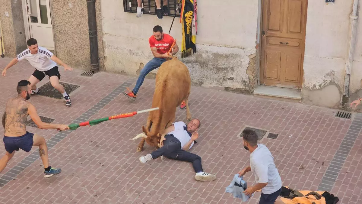 Buenas sensaciones con la Vaca de la Sangría, en las fiestas de Benavente