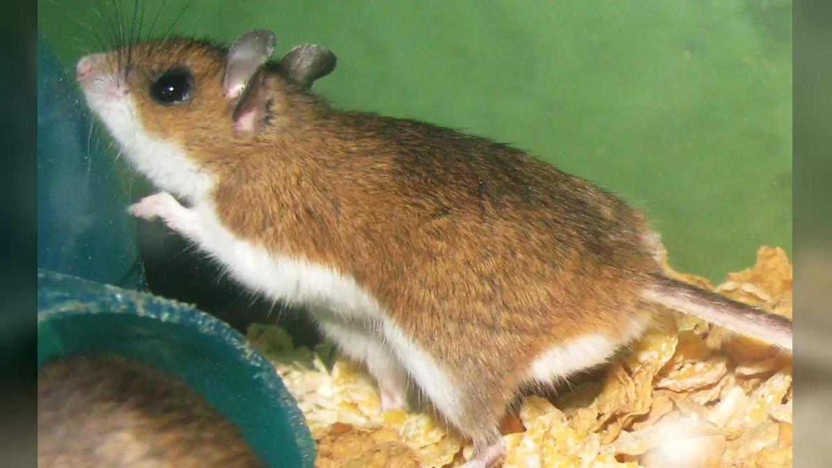 Un ejemplar de ratón-ciervo