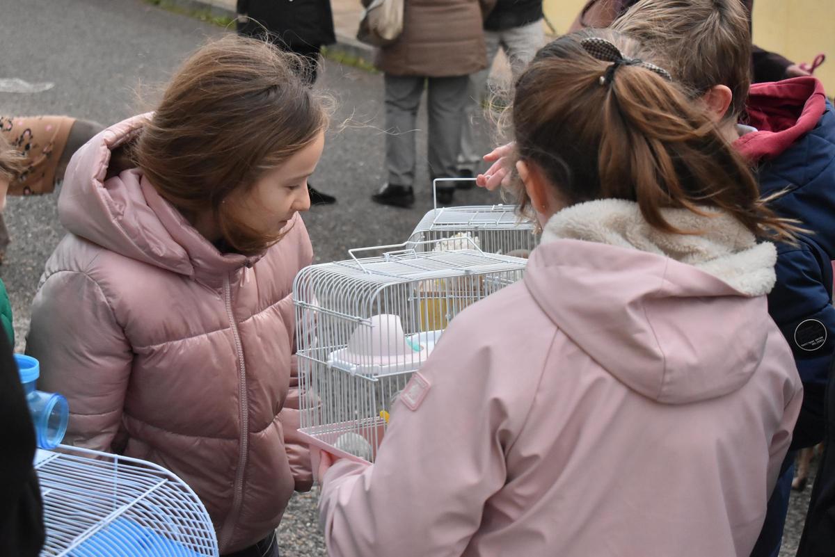 Fotogalería | Así ha sido la celebración de San Antón en el colegio San Antonio de Cáceres