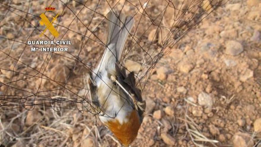 Una de las aves incrustada en la redecilla y que pudo ser rescatada.