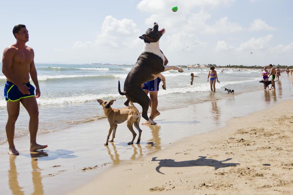 La playa para perros de Pinedo, a reventar