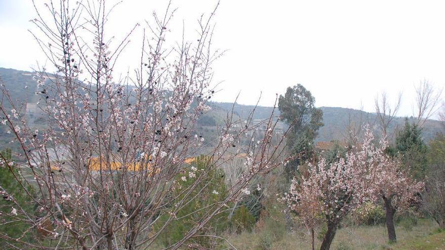 Almendros en los arribes del Duero