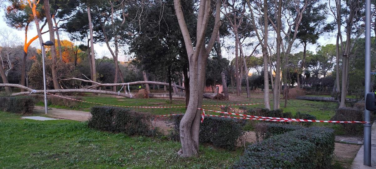 EN IMATGES | Retiren els arbres caiguts al Parc Bosc de Figueres per la llevantada