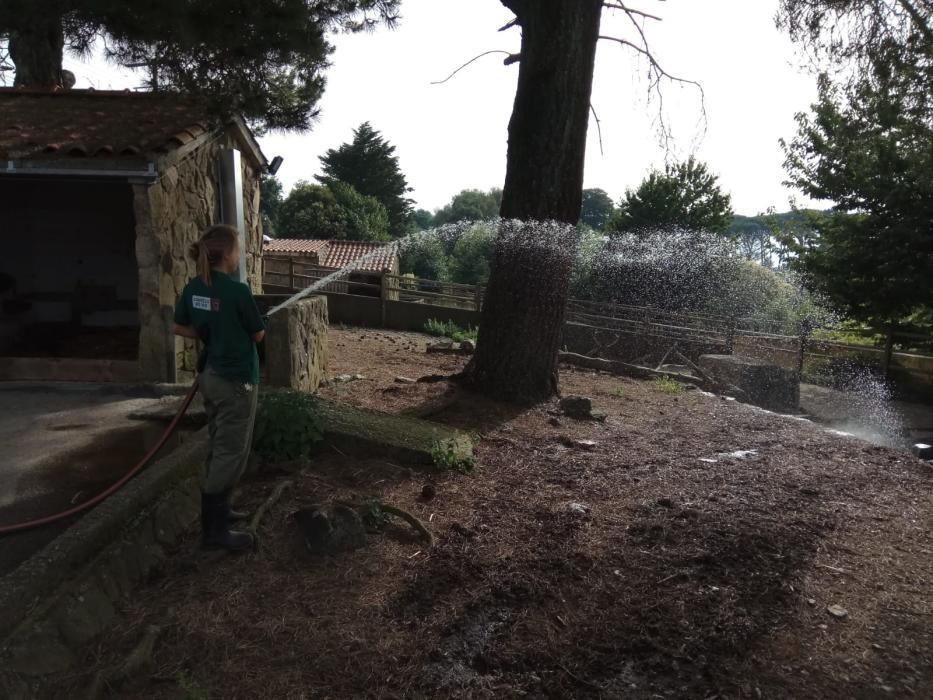 Laura, una de las cuidadoras de zoo, refresca las instalaciones de los animales