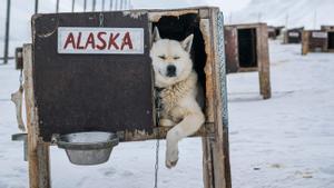 Un perro llamado Alaska descansa en su caseta cerca de Longyearbyen, en la isla de Spitsbergen, en el archipiélago de Svalbard.