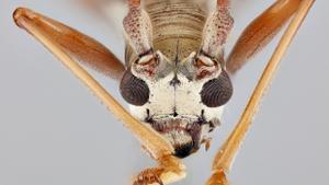 Descubierto en Elche un insecto devorador de madera que es plaga en China