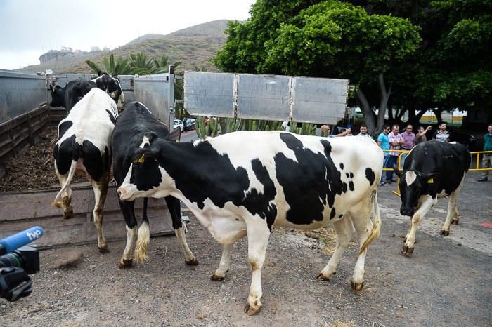 El Cabildo recibe 33 vacas