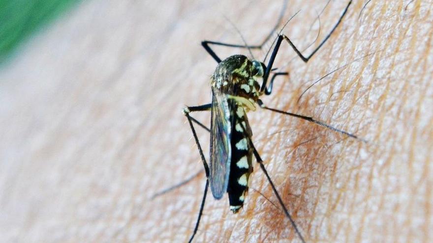 Adiós a los insecticidas: los expertos piden no usarlos ante la amenaza de los &#039;súper mosquitos&#039;