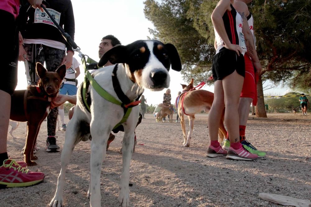 I Cross Canina de Santa Ana