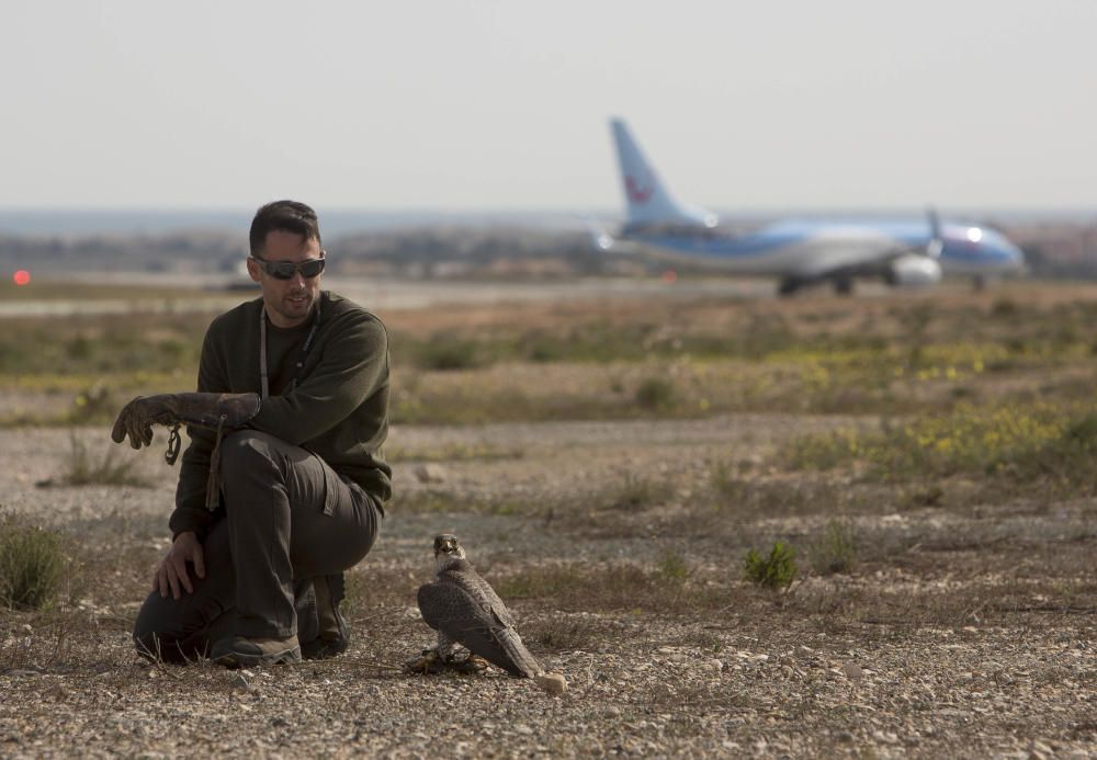 Halcones en El Altet, los guardianes del cielo