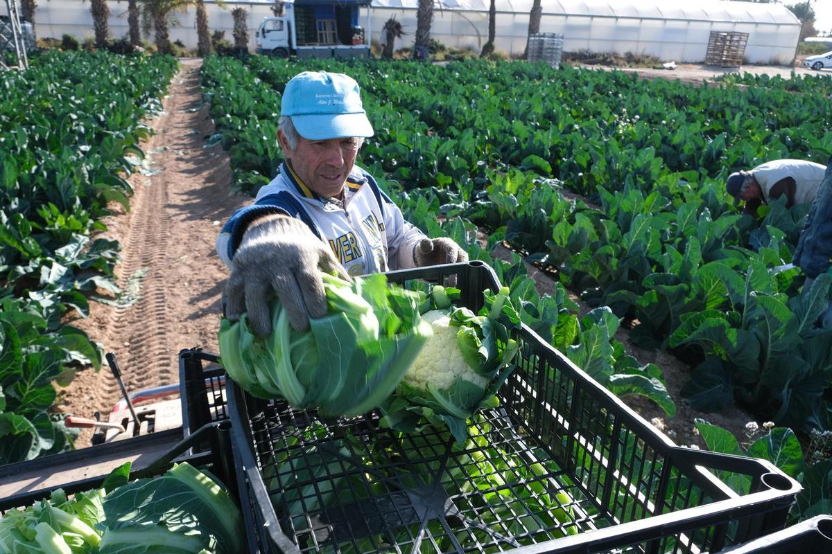 Recogida de coliflores en un campo de Elx, en una imagen de archivo.