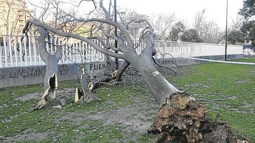 El viento derriba dos árboles en el parque Bruil, sin causar heridos