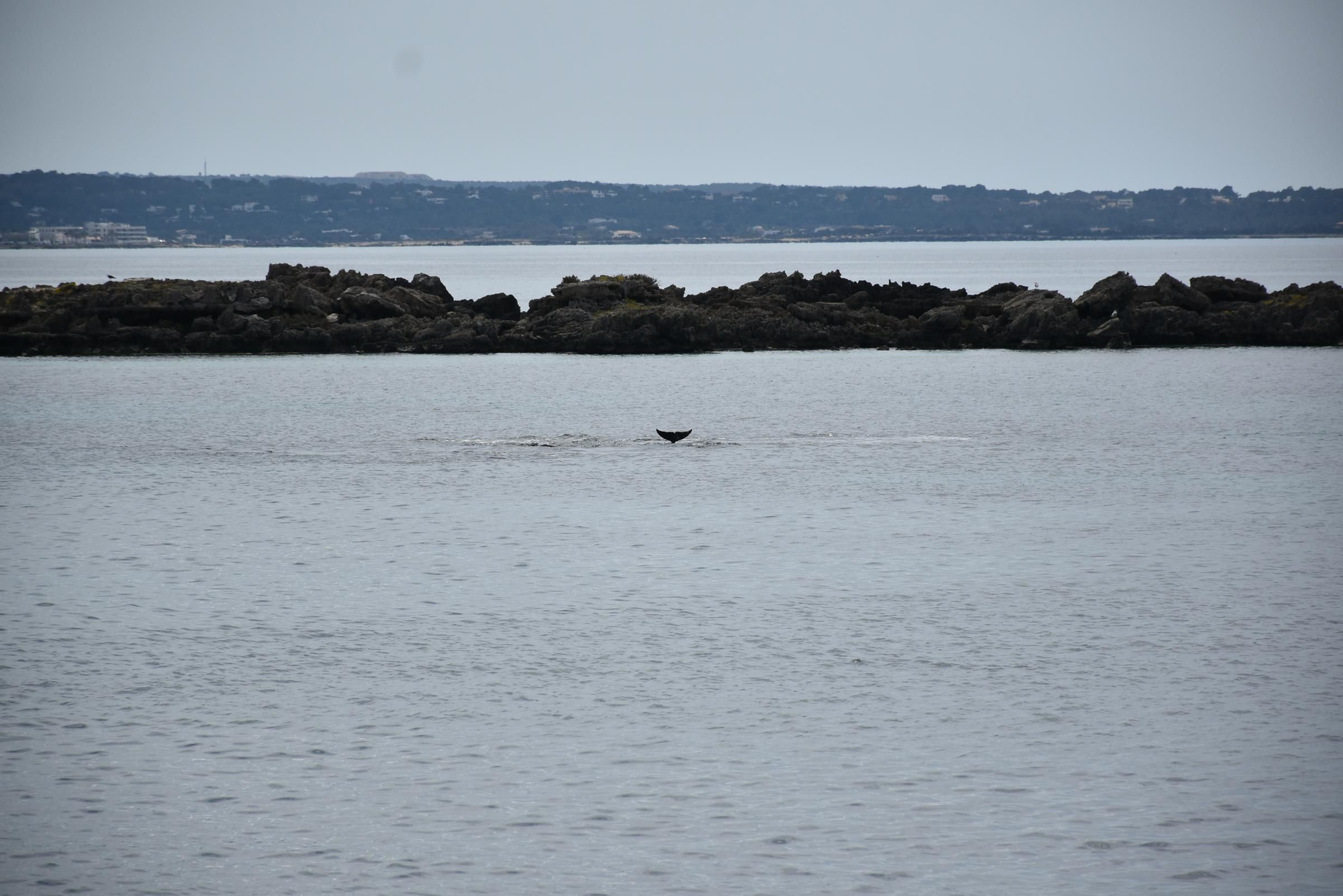 Delfines en  s'Espalmador