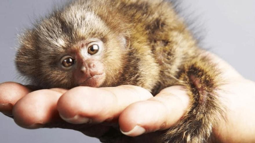 Así es el mono más pequeño del mundo: solo 12 centímetros de largo