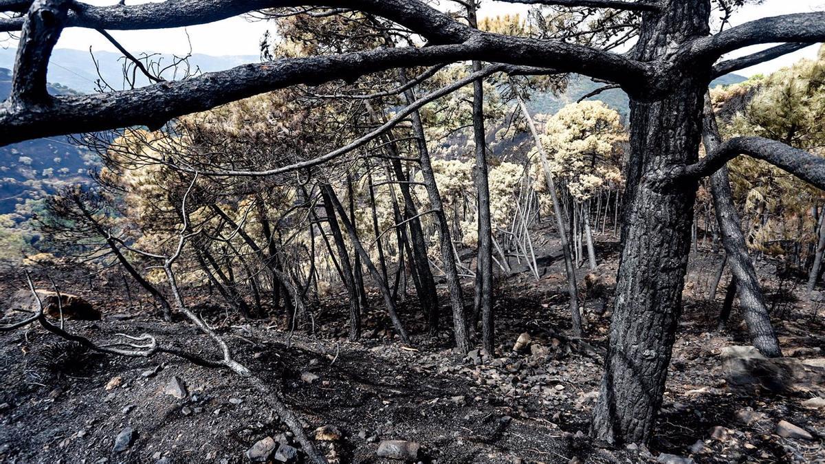 Zonas quemadas por el incendio de Sierra Bermeja