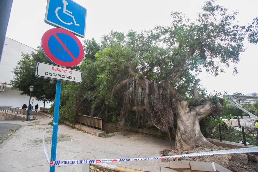 Cae un ficus en el Paseíto Ramiro