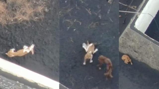 Todo listo para salvar a los cuatro perros aislados en la lava de La Palma