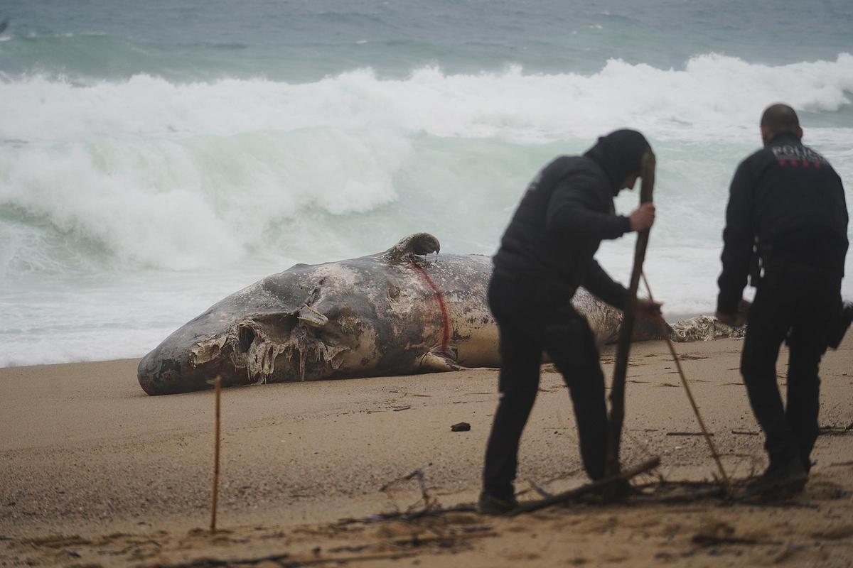 Imatges de la balena morta arrossegada pel temporal a la costa de Platja d'Aro