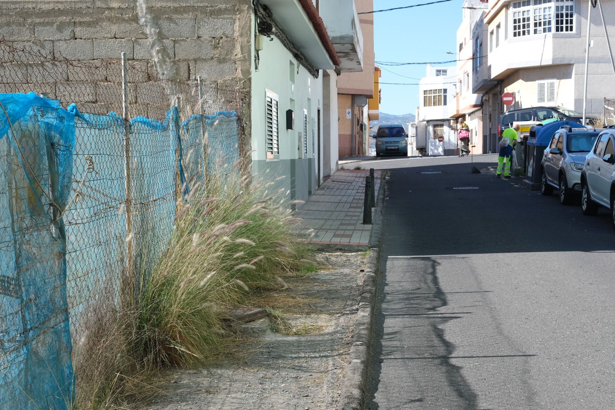 Rabo de gato en el barrio de Los Giles, en Las Palmas de Gran Canaria