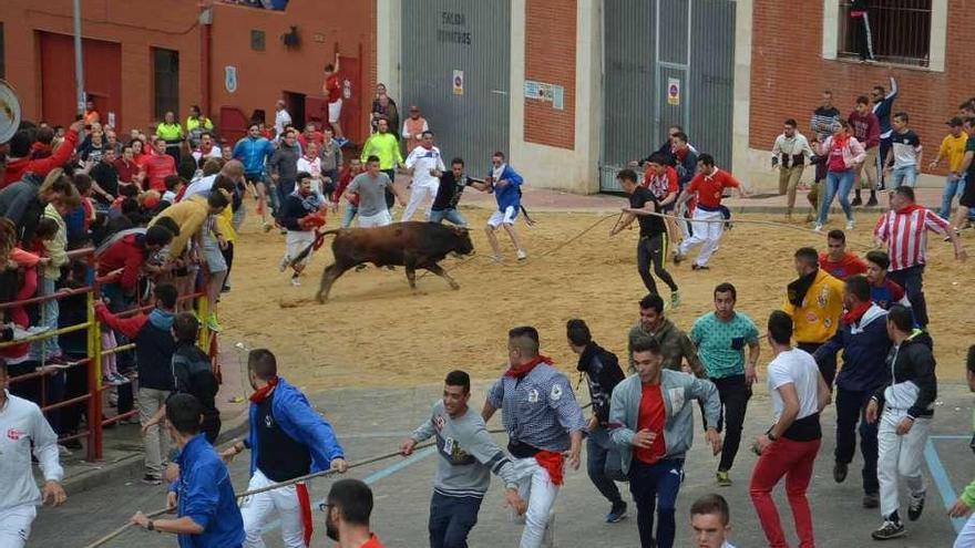 El torito salió con fuerza del toril y los corredores le dejaron espacio en su carrera.