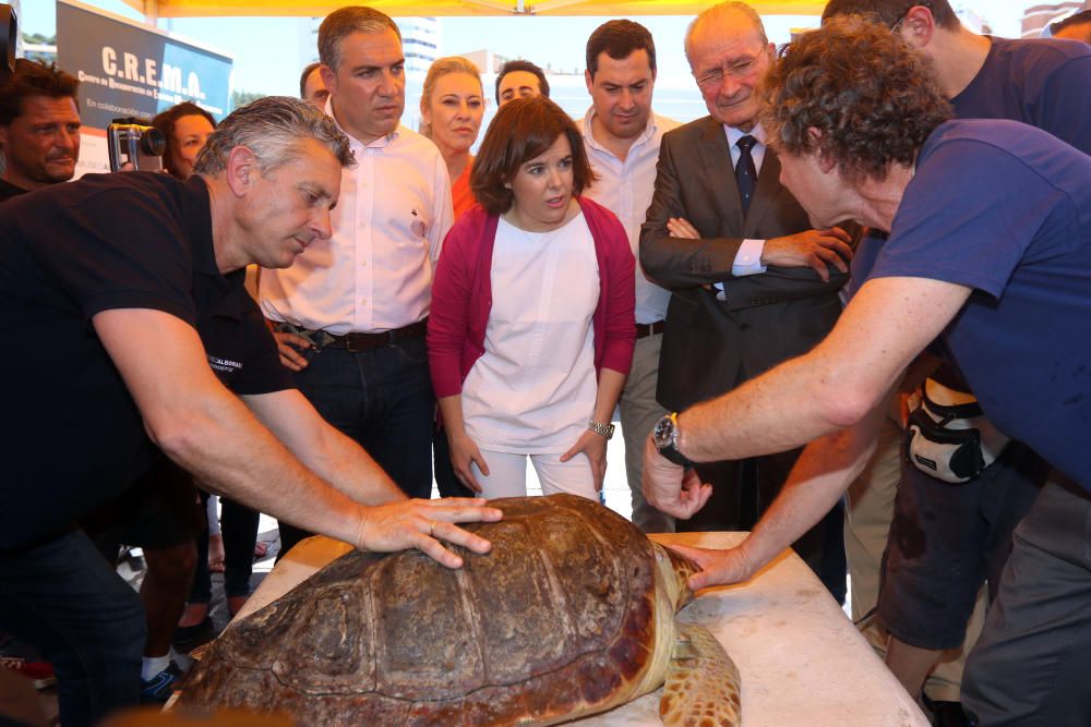 Sáenz de Santamaría participa en la suelta de una tortuga en Málaga