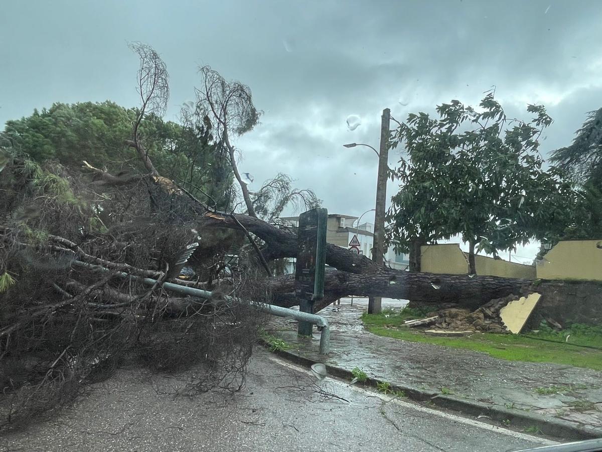 Árbol derribado por el viento en la avenida Calasancio, en Córdoba. Casi en la rotonda de Sansueña. Borrasca Leonardo Temporal lluvia y viento