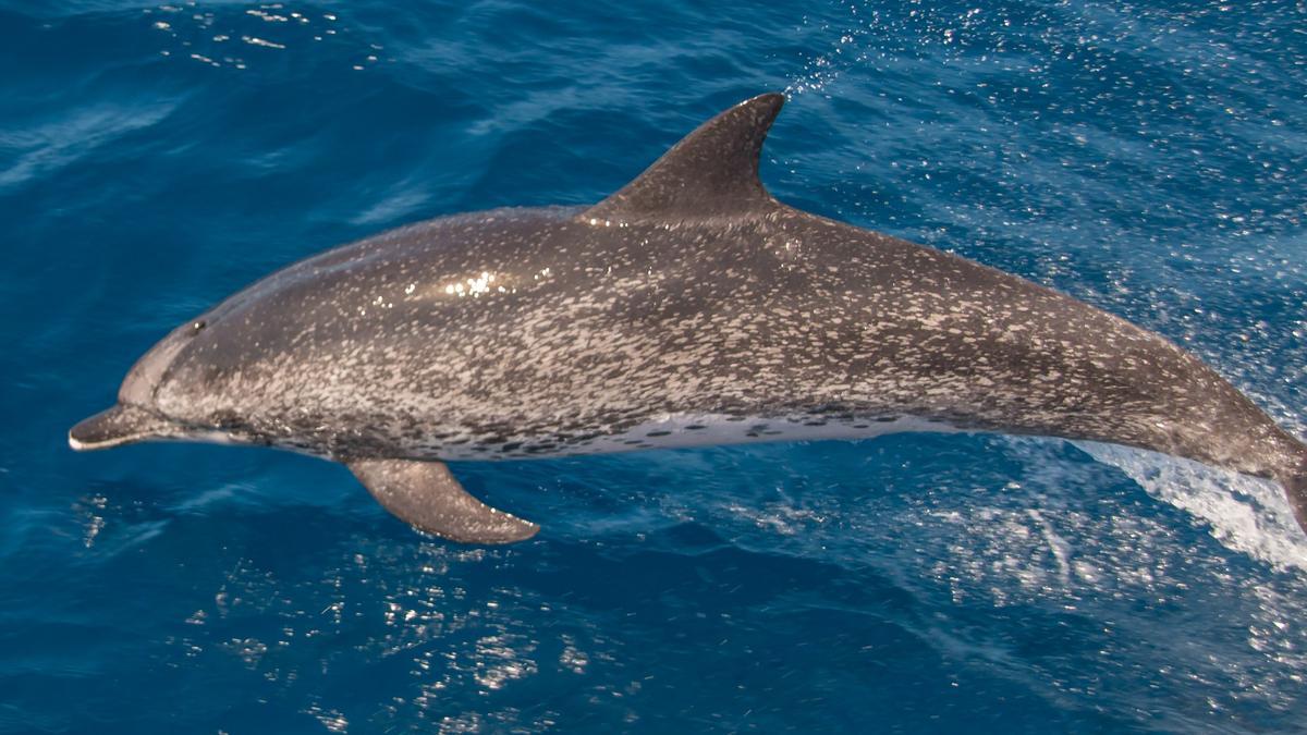 Un delfín nadando en el mar Mediterráneo