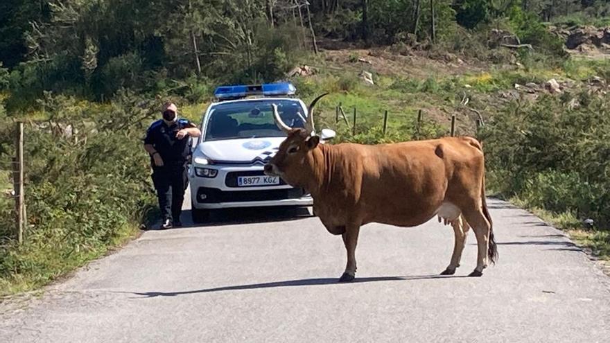 La vaca que ríe está en O Grove