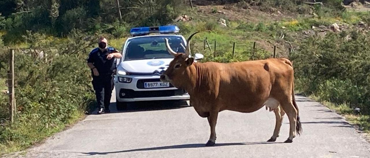 La vaca a la fuga, tras ser sorprendida por la Policía Local.