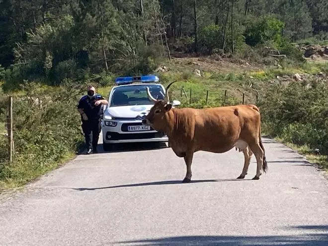 La vaca que ríe está en O Grove
