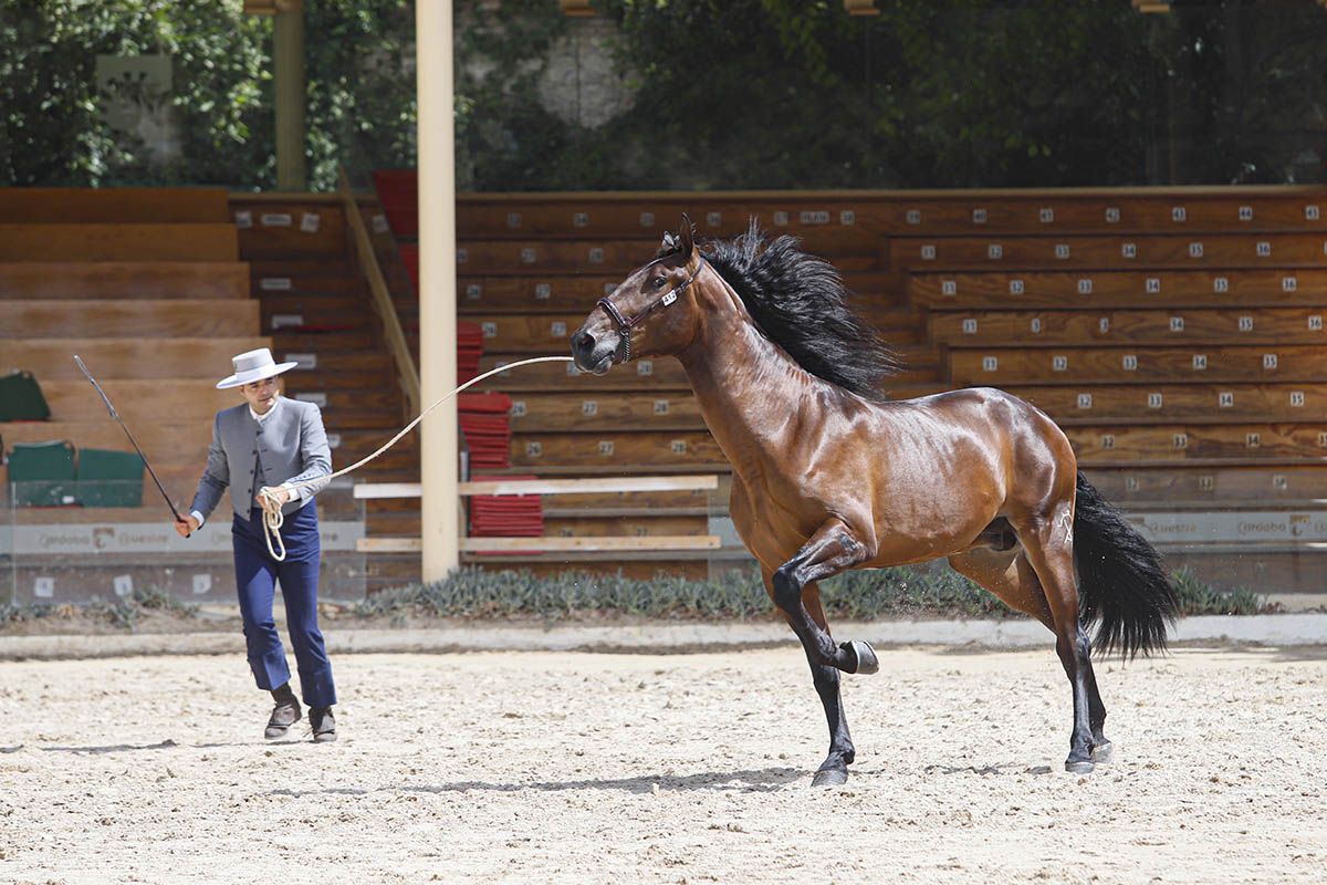 Concurso morfológico en Cabalcor