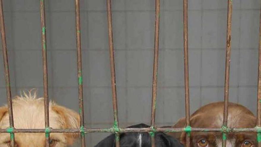 Imagen de archivo de unos canes en la perrera municipal de Orihuela