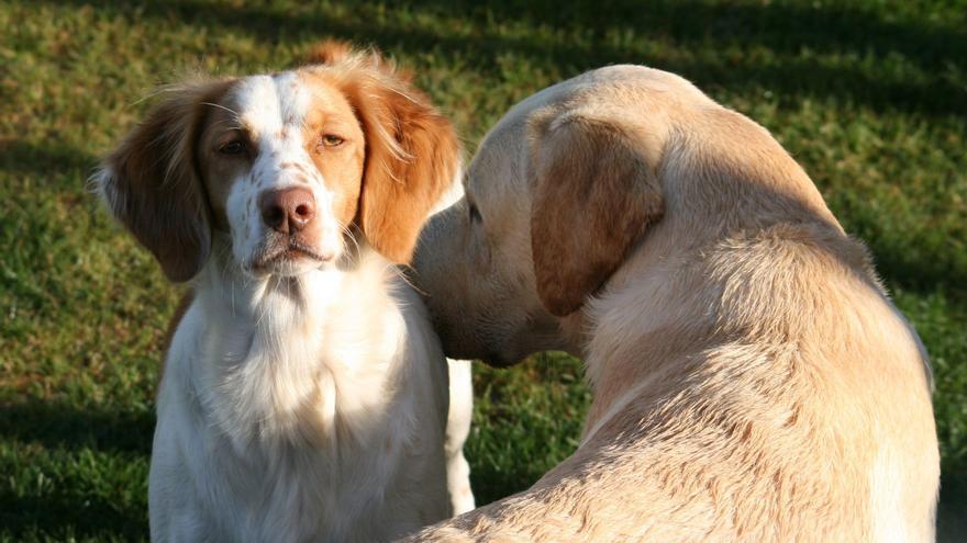 Deixar sola la teva mascota et pot suposar 10.000 euros de multa