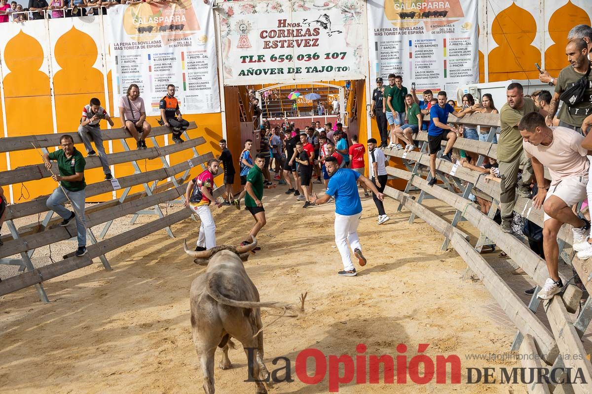 Segundo encierro de la Feria Taurina del Arroz en Calasparra